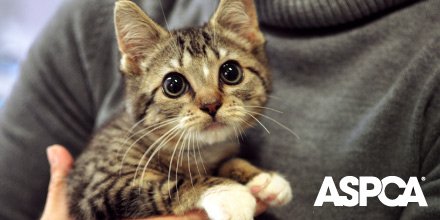 freekibble's tweet photo. This holiday, become an @ASPCA Guardian and help rescue animals in need. #BeTheirMiracle https://t.co/hX1tZssChe https://t.co/YDFLeQQ9Qc