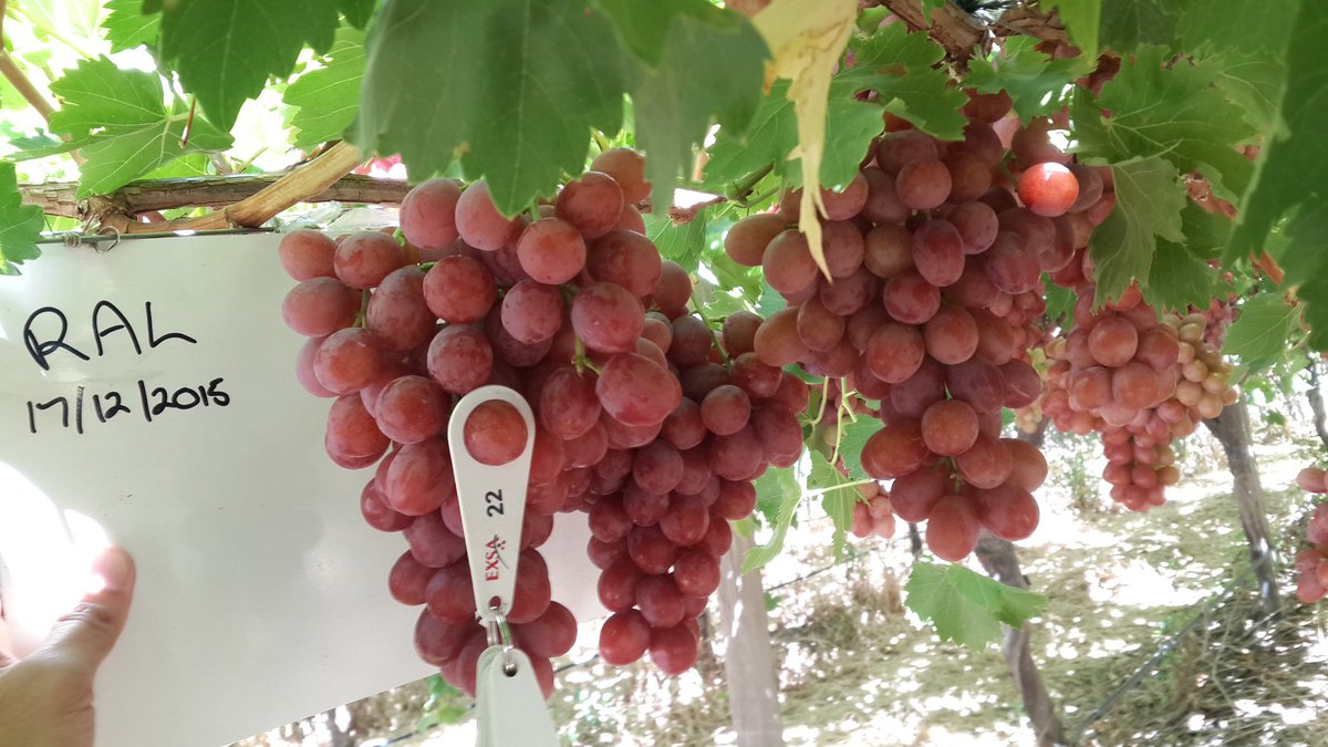 naWerner's tweet photo. #Ralli on #ExsaFarms in Trawal looking exceptional good.We will pack this #QualityGrapes next week. https://t.co/Gctw4sNEtB