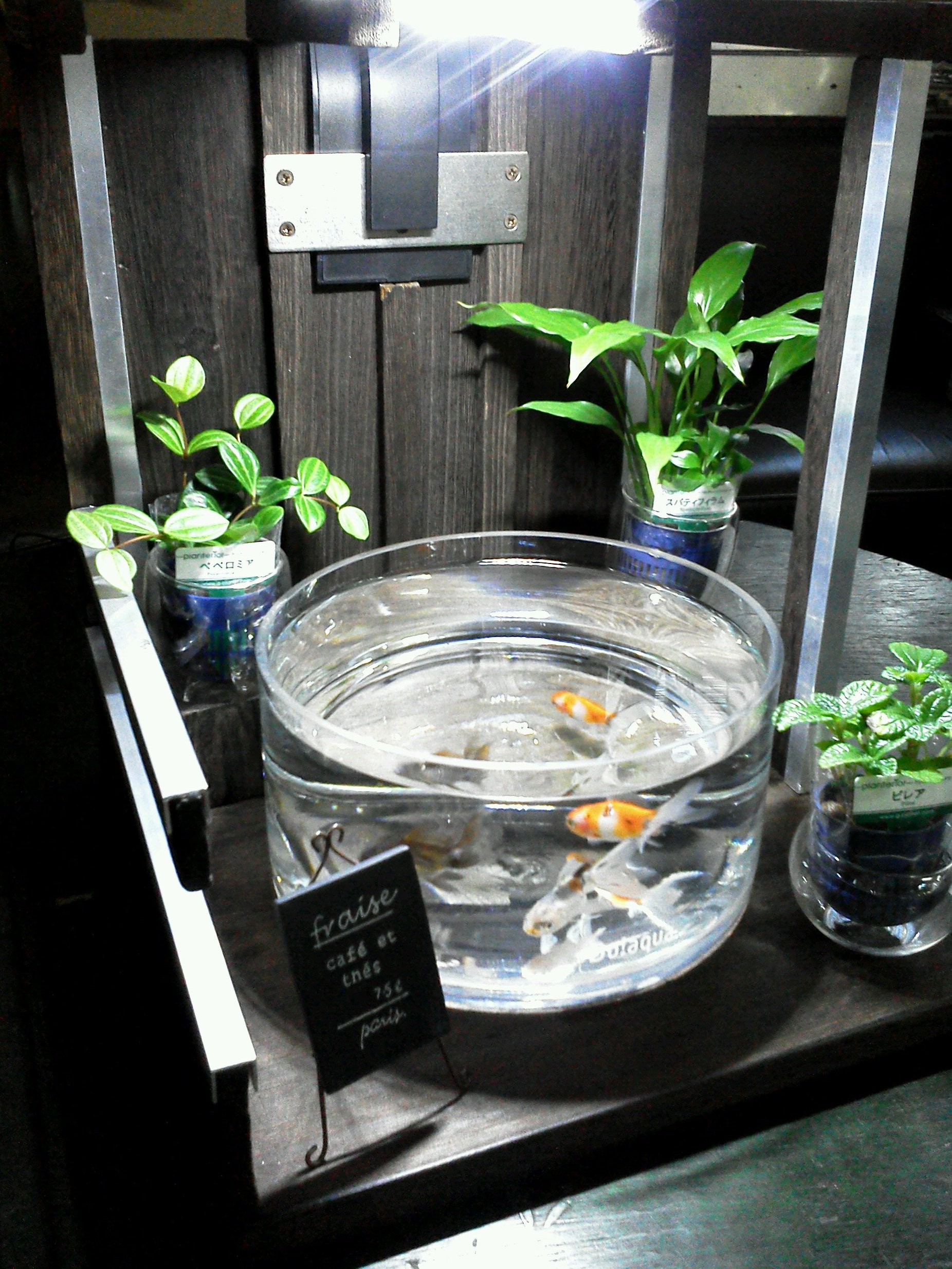 どんぶり金魚 ボトルアクア推進月間 どんぶり金魚 喫茶店風な おしゃれ空間でお散歩中 可愛い金魚を いつもの飼育水槽から おしゃれな 気に入った 器で お散歩させてみませんか 部屋の照明を落とし 気に入った音楽を聴きながら T Co