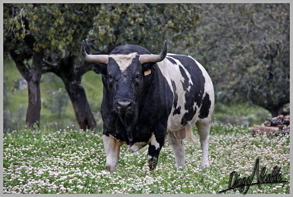 Buenos dias Feliz Fin De Semana Si Es Taurino Mucho Mejor.#ROSON #CongresoTorosCuerda <a href="/CastillejodeH/">Castillejo de Huebra</a> <a href="/Ehtoroeventos/">ehtoro.com</a>