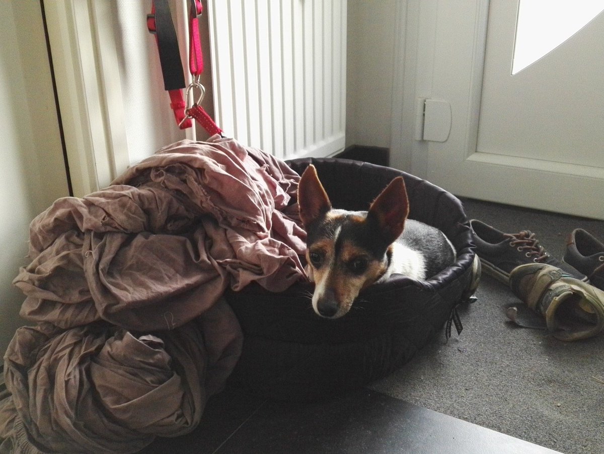 YoFuncky's tweet image. Panier a côté du radiateur, j adore ce spot !