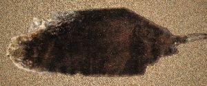 MasterMapper01's tweet photo. April 1778-Trading with @PontiacsPals in Nootka Sound.They want lots of stuff.At least we're getting sea otter pelts https://t.co/6Hb02Mkvzr