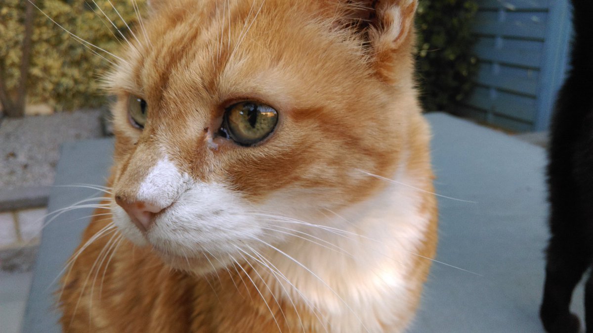 PepsiTheCat2's tweet photo. Rest in peace, beautiful Alfie. Xxx https://t.co/x5t0p8NDXX