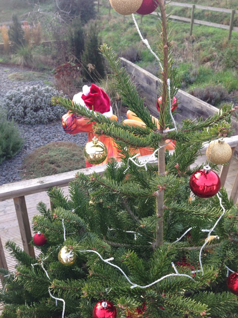 RaptorsFire tweet media