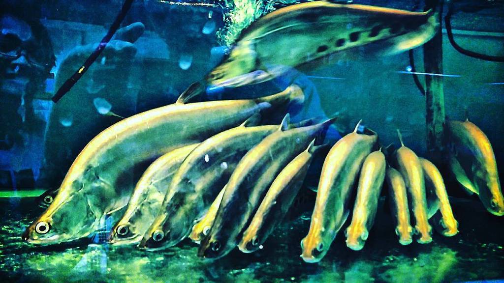 Akvaristan's tweet photo. #akvaristan #aquarium #akvaryum #aquarien Barisan para pembunuh
#clownfish #riverraider #silentkiller #instafish #a… https://t.co/RHhxOE2wcZ
