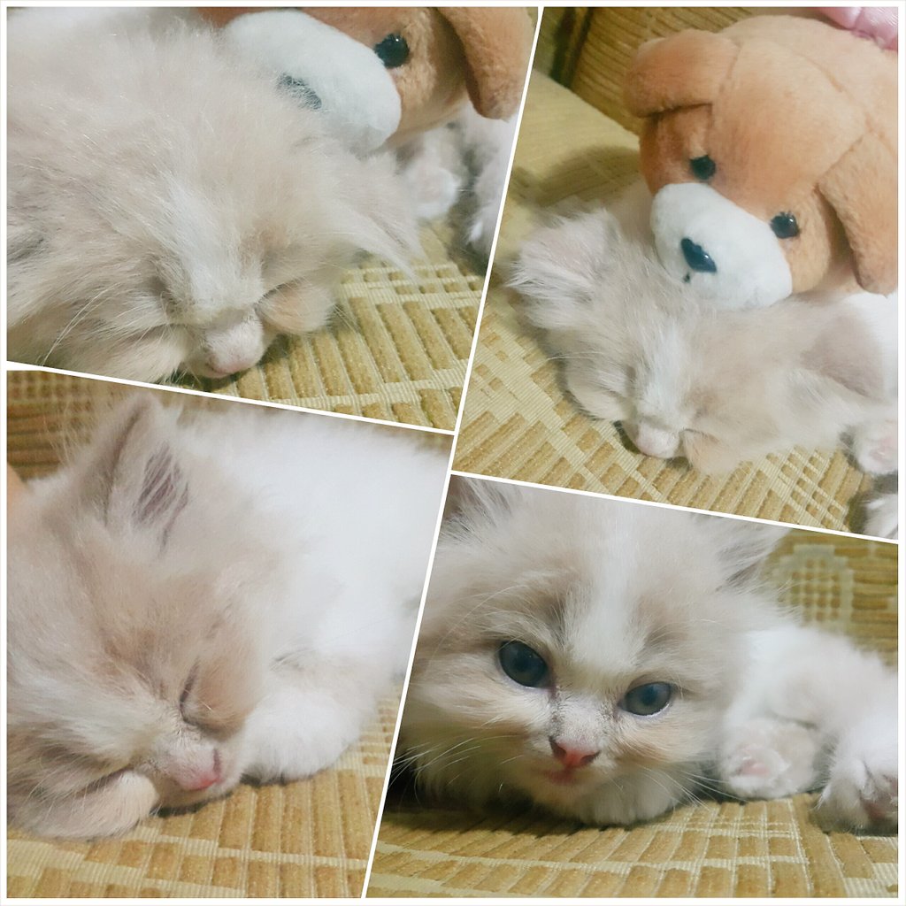 "Apasih orang lagi bobo digangguin mulu"
😹

#malamminggupoci