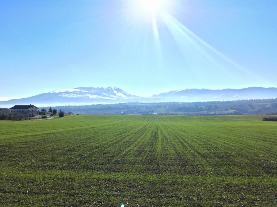 Scambio un Maremma Maiala con un Porca Majella