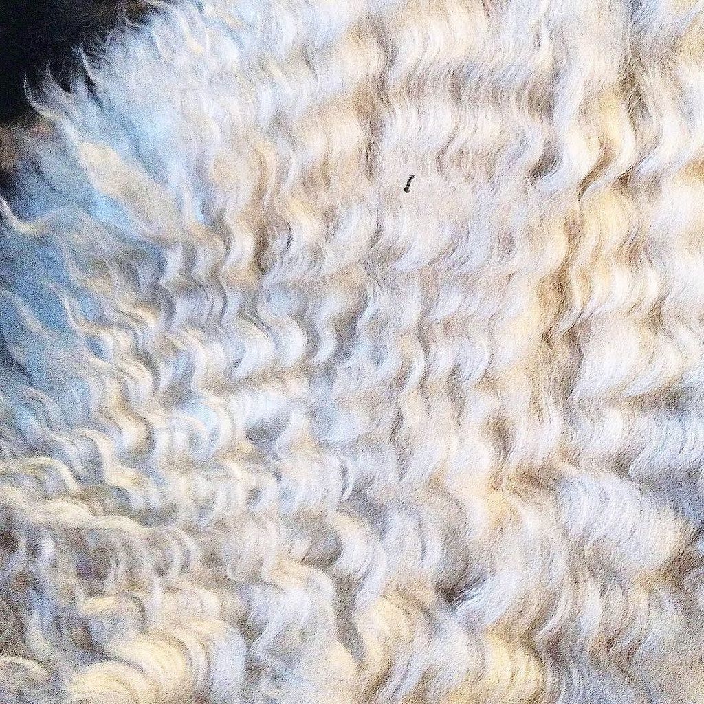 Chatchatcatcat's tweet image. Руно. Джи-Джи #девонрекс #девон #devonrex #devon #cat #cats #mainecoone #mainecoon #home #family #catlover #instaca…