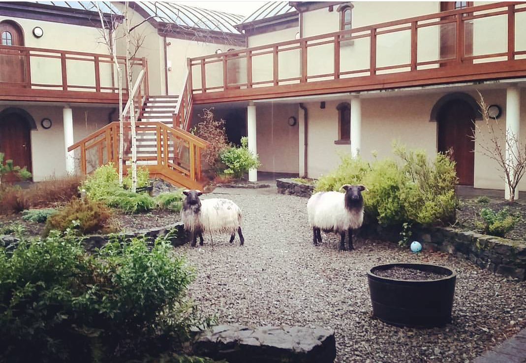 DelphiEscape's tweet image. Some very special guests checked into #DelphiResort #sheep #connemara #wildatlanticway #thisisireland