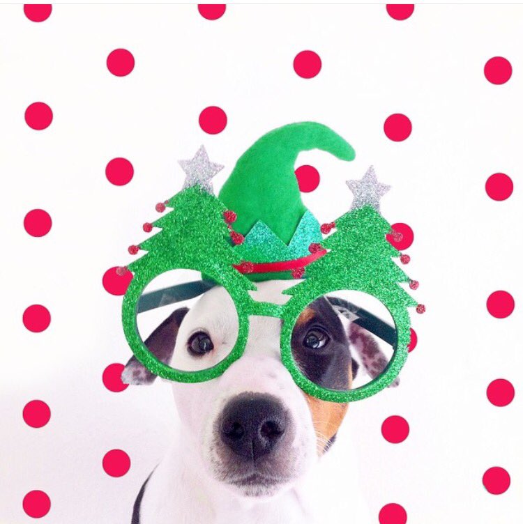 nikafleiss's tweet photo. #XmasTime #jackrussellterrier https://t.co/fp5x3lzZfp