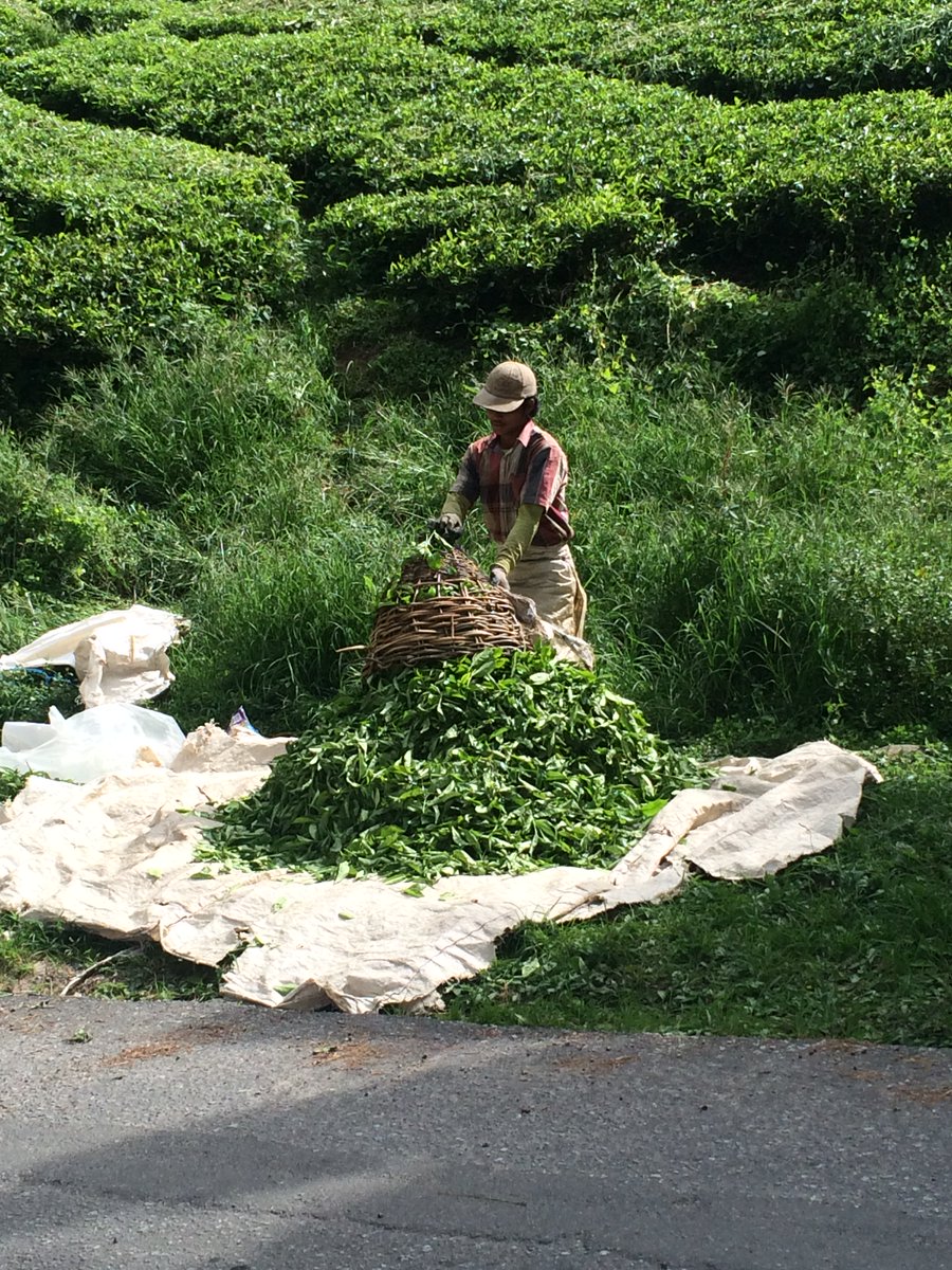 easyteasytea's tweet image. When #tea plants are harvested only the top two inches are picked: these are called flushes. #TeaDaysOfXmas