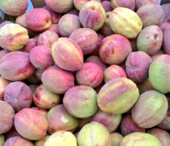 البيذام
بألوانه القرمزية الزاهية وطعمه اللذيذ 😋😋

كانت أيدينا تتلون بألوانه الدموية
وكنا ننتظر بشدة موسم حصاده 😄😄