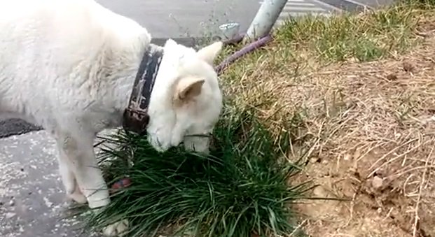 force2970's tweet image. 박근혜가 입에 달고 다니는 소리...비정상의 정상화 ㅎㅎ. 개풀 뜯는 소리 하고있네...