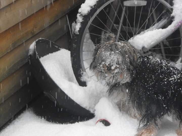 "My yorkie's first time in snow."
