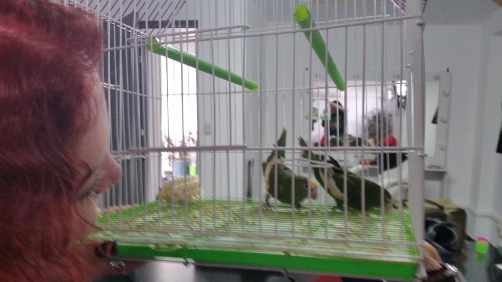 ¡La familia Lora! Qué chidos estos pajarillos ✌