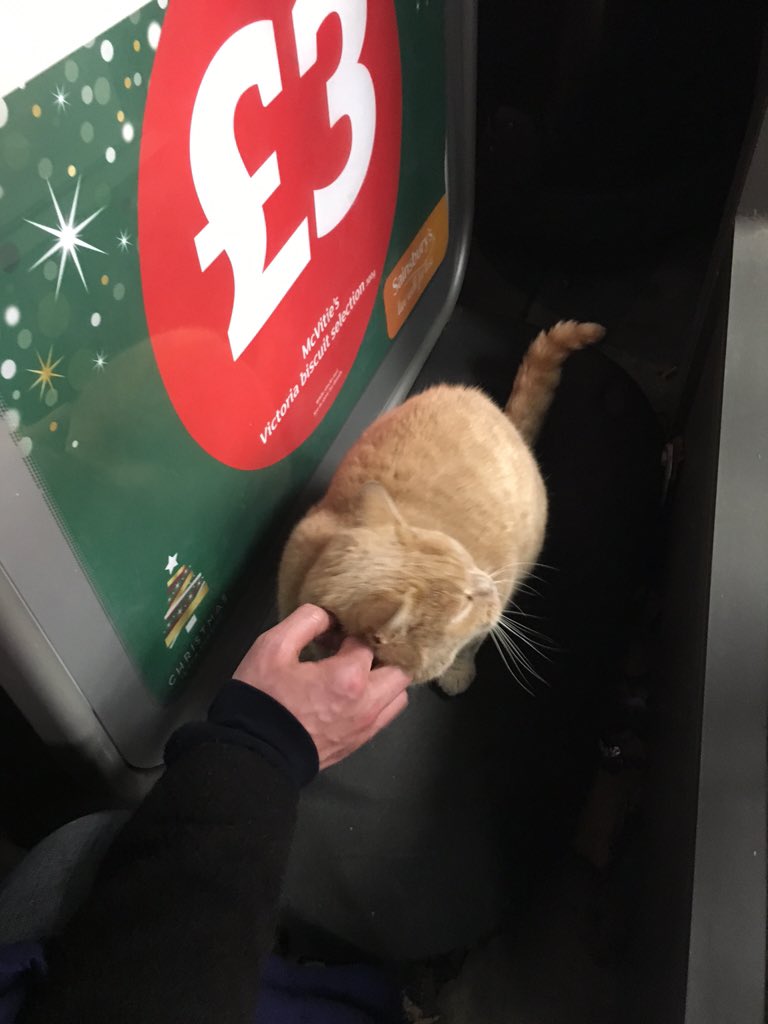 Resultado de imagen para ollie the cat in supermarket