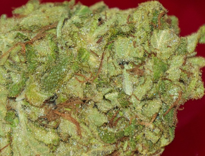 Bud stoner girls :) #weed #cannabis #marijuana #medicalmarijuana #medicate #kush #cheese #haze #blunt #bong #stonerf
