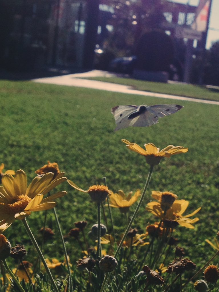Hey_ItsMilena's tweet photo. @Hey_ItsMilena it didn't attach my photo so here #LDShadowLadyPhoto https://t.co/xmYZT8WH8f