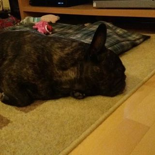 Frenchie_Cute's tweet photo. Sometimes it's exhausting to #waitforchristmas #ranskis #frenchbulldog #frenchie #instadogs https://t.co/LdbTriG2ry https://t.co/zlXjNkSnfc