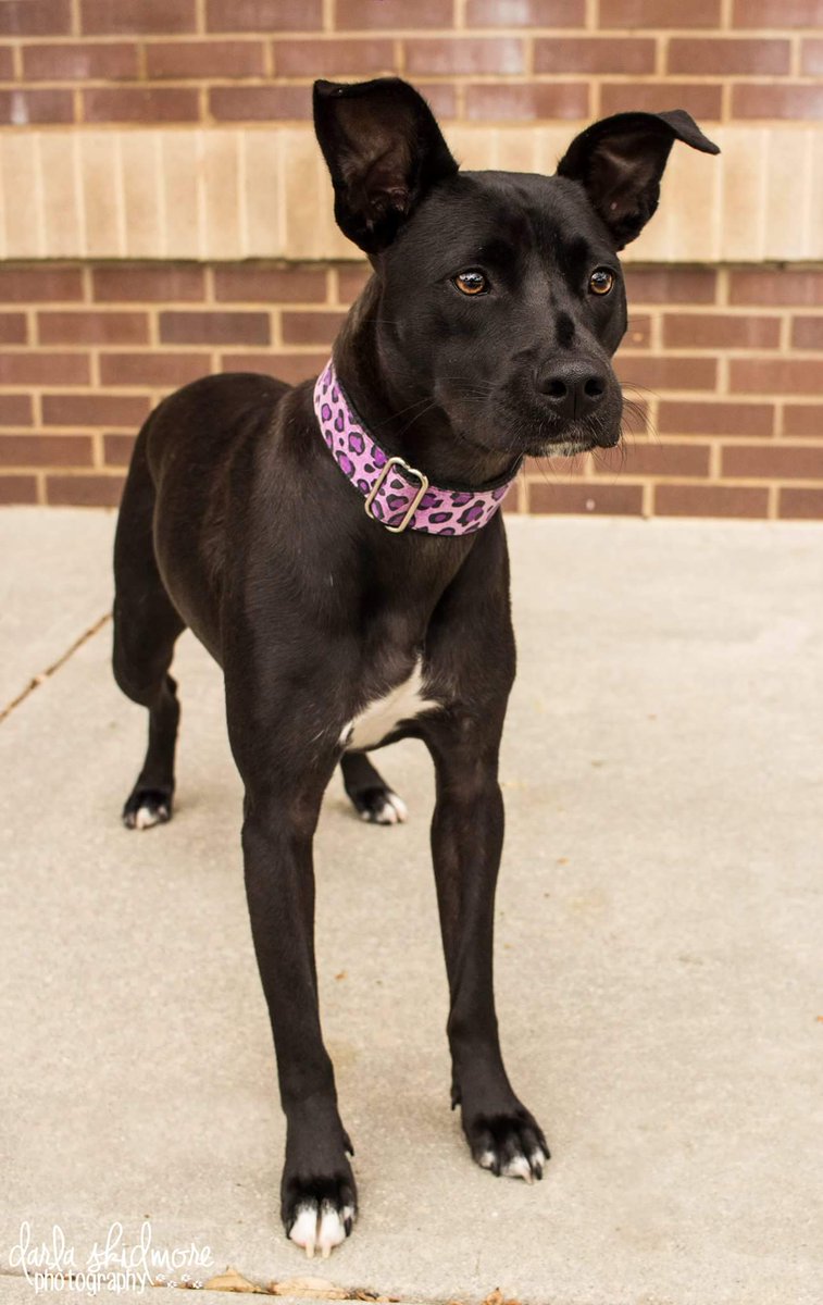 C2CNDrescue's tweet photo. Come see us until 2pm at Petsmart Concord! #Adoptadog #adoptacat #adoptdontshop https://t.co/JOy7BXLREq