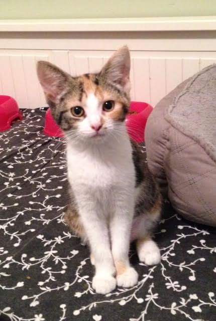 C2CNDrescue's tweet photo. Come see us until 2pm at Petsmart Concord! #Adoptadog #adoptacat #adoptdontshop https://t.co/JOy7BXLREq