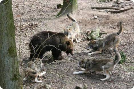 Собака вывела из леса медведей. Стая Волков против медведя.