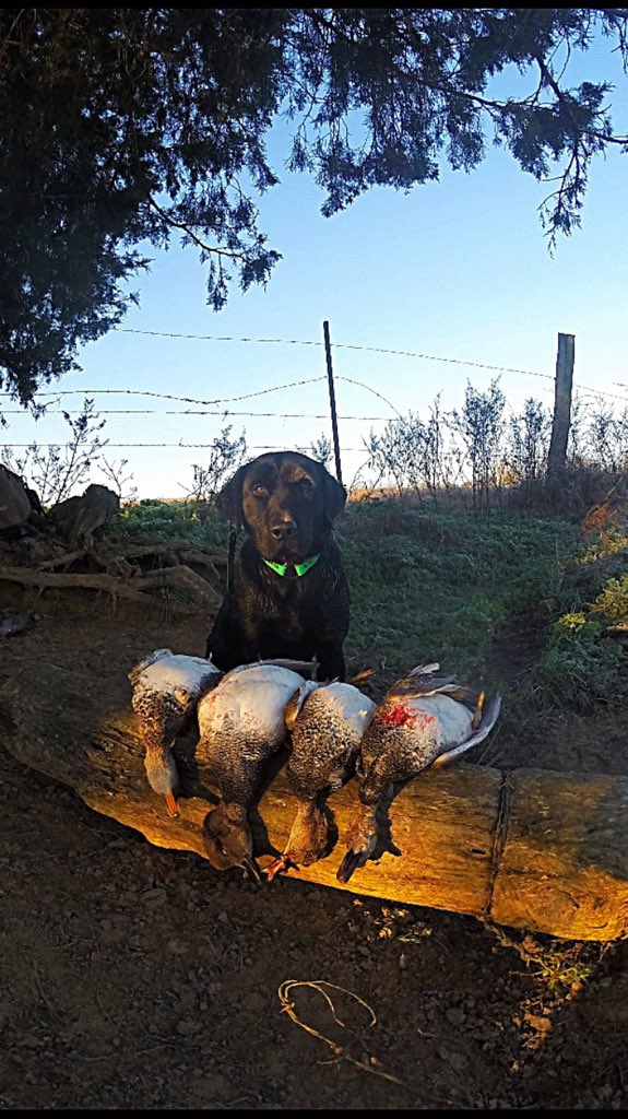 C_Jacobs17's tweet image. Fun morning on the ole pond #wacknstack