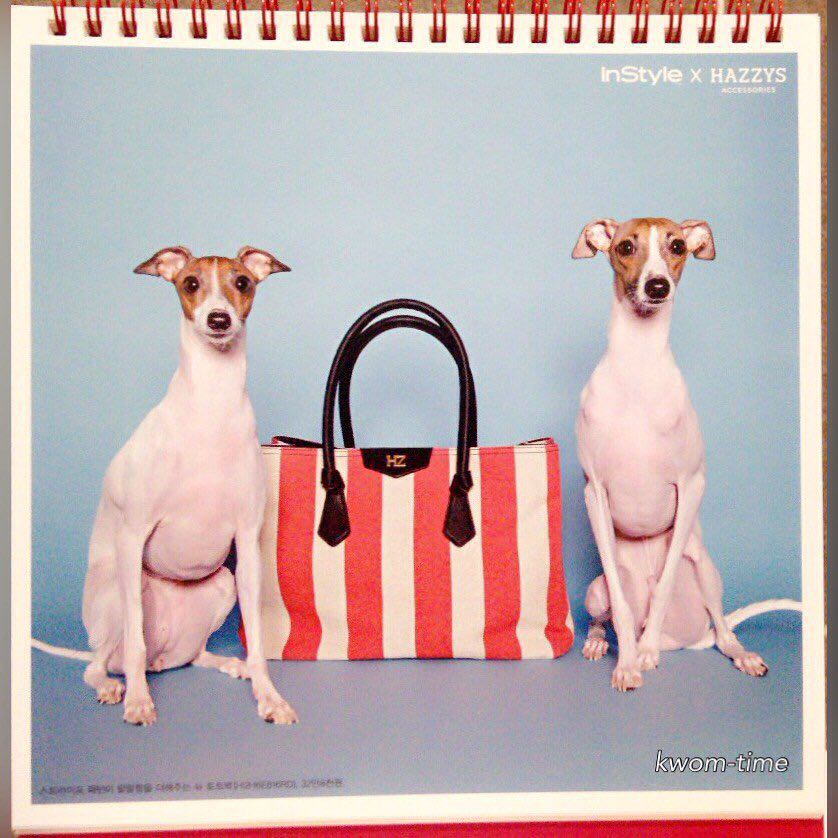 2AMkwon__b's tweet photo. #instyle#인스타일#이탈리안그레이하운드 
가가&amp;비버랑 인스타일 화보 캘린더 촬영 했다요 💞🐶https://t.co/OseUKFxKHB