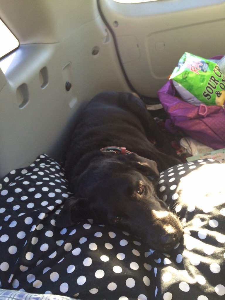 KodyElke's tweet photo. San Diego or bust!! @SwisherShiba were on our way!!! https://t.co/JQIkjqExj8