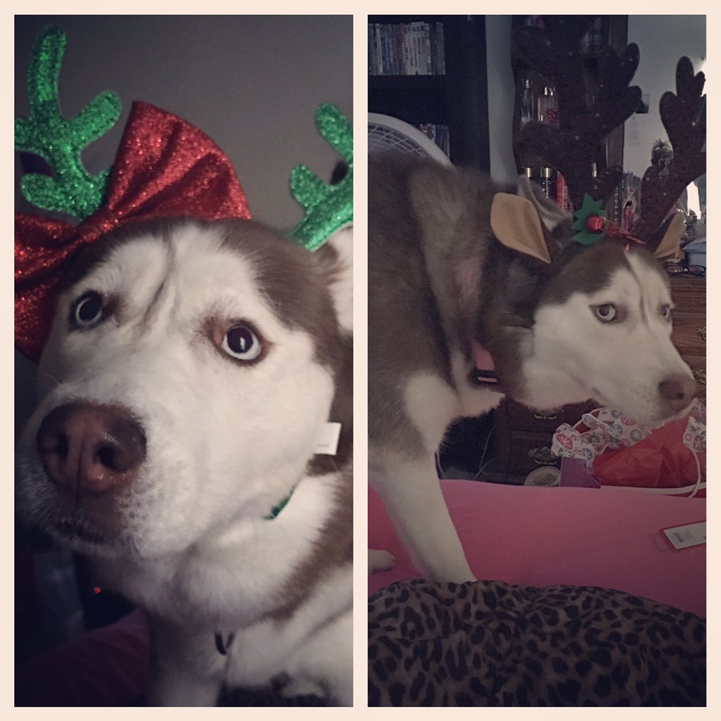 PernaLea's tweet image. 