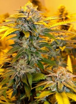 Malawi's 'Malawi Gold' is the gold standard quality in marijuana worldwide. Top grade with international acclamation