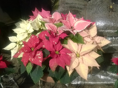 RotaryeClubSW's tweet photo. Named to honor the first US Minister to MX, Dr. Joel Poinsett. This weeks #flowersofrotary comes from Victor! https://t.co/k5AuMXuh6d
