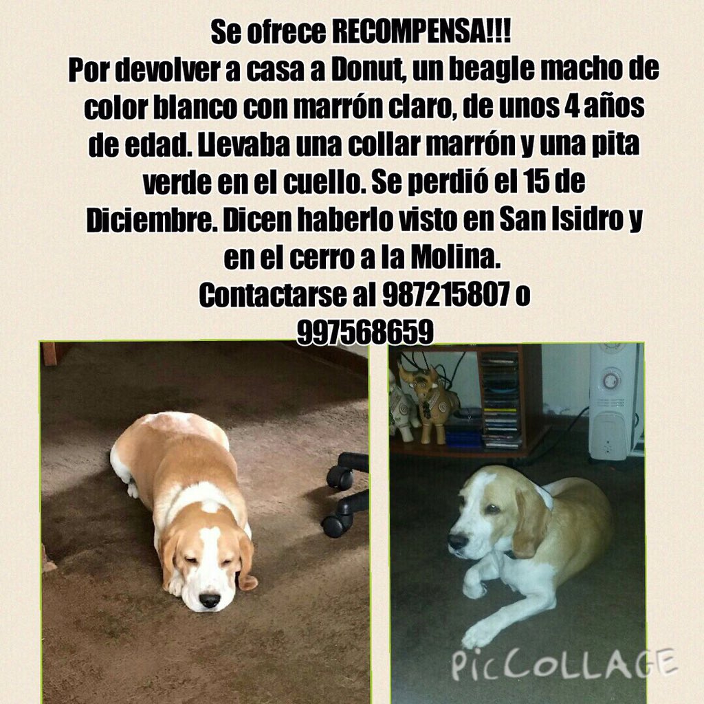 rodgonzalezl's tweet photo. Ayuden a regresarlo a casa por favor, denle RT. ¡GRACIAS! Ro https://t.co/phQ01R51SN
