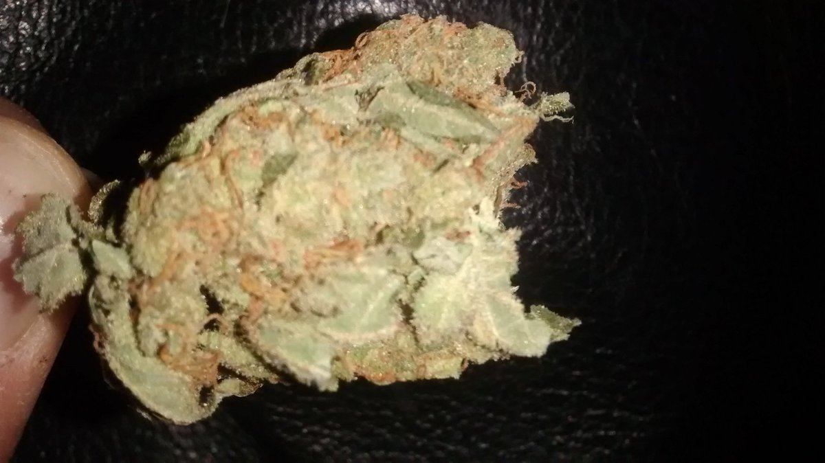 UK Cheese. It fuckin' stinks #weed #cannbis #cannabisclub #cannabiscommunity #weedcommunity #marijuana