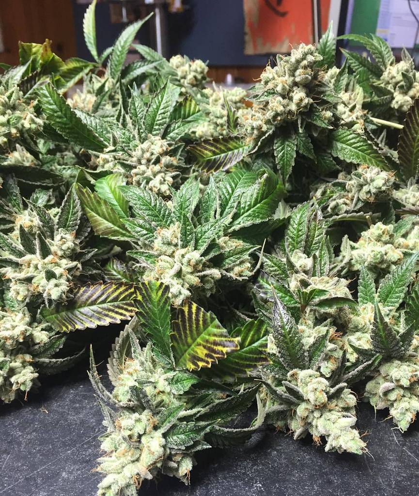 420seedsbank's tweet photo. #420Time – #rugburnog #raredankness #wheredoyouskunk #teamdank #teamgas by spaceboundanddown https://t.co/9b8rdRtbb2