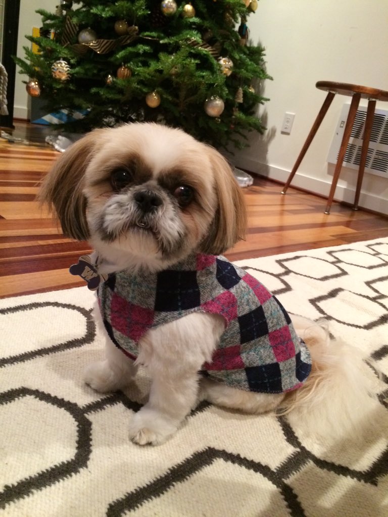 regalkirby's tweet photo. This sweater screams dapper doggy! Goes with my love of a good scotch and sweet cigar. #argyle #preppy #stylish https://t.co/YEM2f1Kb0L