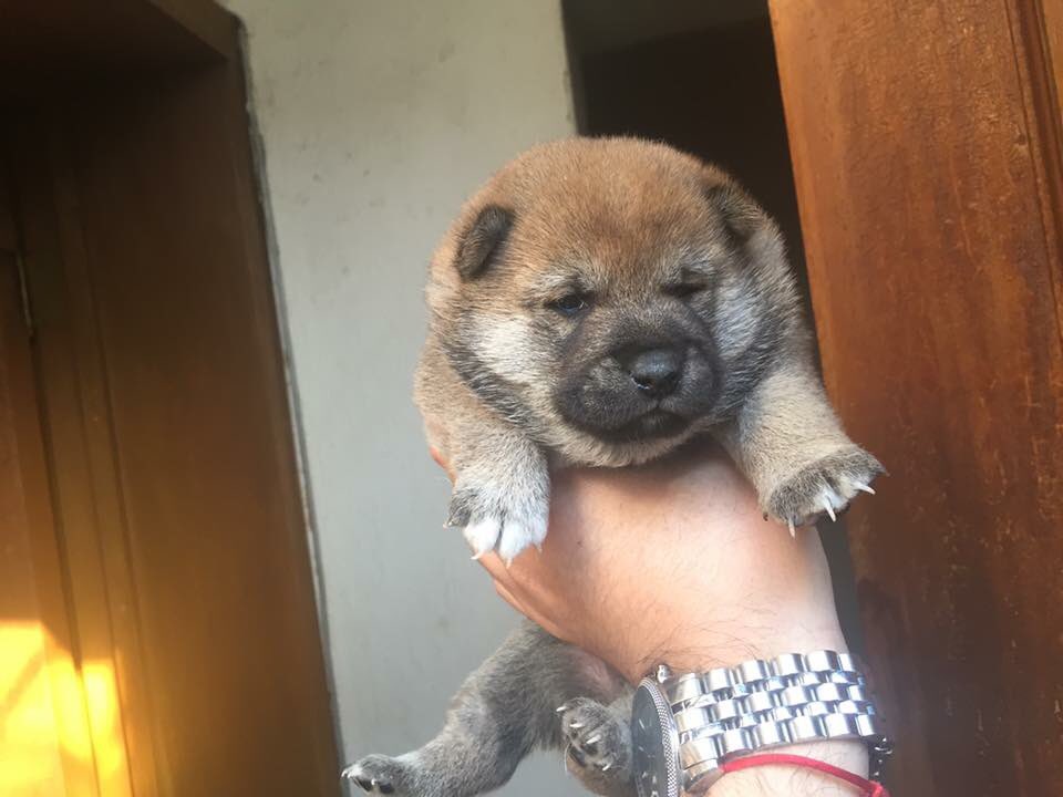 luisinho199873's tweet photo. SHIBAINU HEMBRA NACIDA EL 29/11 PADRES A LA VISTA https://t.co/AYBBZBAc58