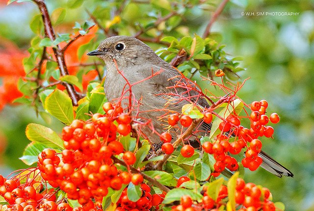 whuisim's tweet photo. rare #bird in Metro Vancouver spotted on my pyracantha bushes yesterday #townsendssolitaire #birdsareamazing https://t.co/0e9vnILNAt