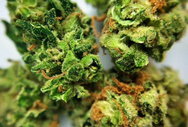 ThinkTankExile's tweet photo. What are your Favorite #Cannabis Strains for Socializing? Did they make this list? https://t.co/x2KKupkmlZ   #mmj https://t.co/ak0VT3U7kn