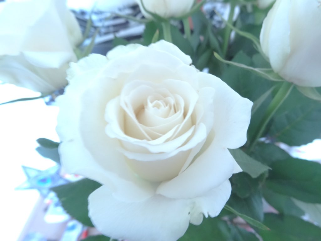 niamh_love1D's tweet photo. #LDShadowLadyPhoto flowers I got once... The only flowers I ever got. But they were so pretty @ldshadowlady https://t.co/qzcPsVvsti