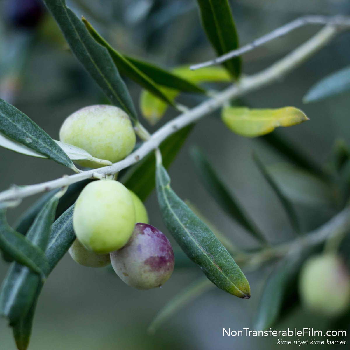 NonTransferFilm's tweet image. Olive us had a great time filming #nontransferable in #Turkey! #youseewhatwedidthere