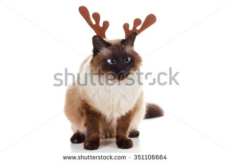 SBravissimos's tweet photo. My Christmas set on @Shutterstock https://t.co/Dj2KJjTTAI https://t.co/MowYQzSC3V