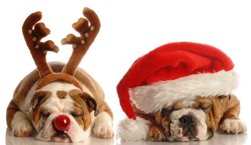 ShopAtAltamonte's tweet photo. Monday is Santa's last chance to visit w/ your 4-legged friend.  He hopes to see you there! https://t.co/PGiDPxCOIU https://t.co/rtwvMAQBdQ
