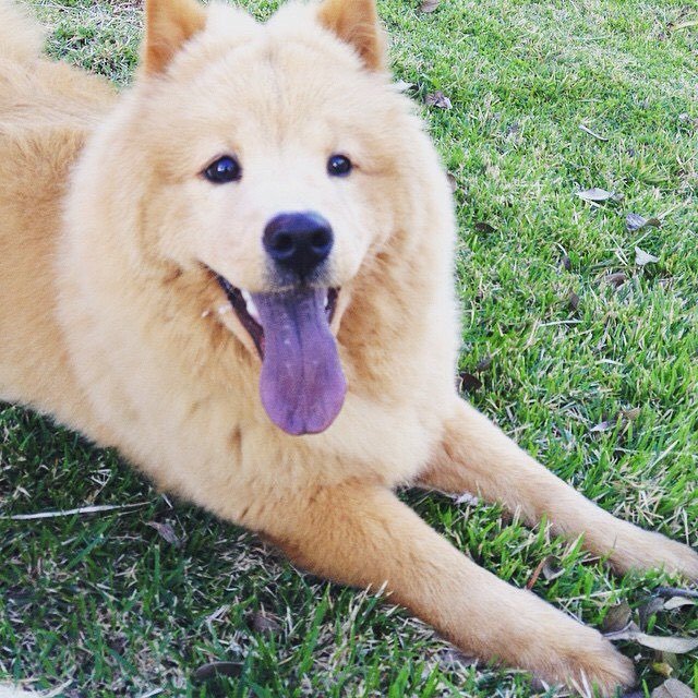 Cinemanimo1's tweet image. ift.tt/1UOIcTu #mydog #mychowchow #mychow #pixie #dog #cachorro #chowchow #cao #pet #amigao #cadelas #cac…