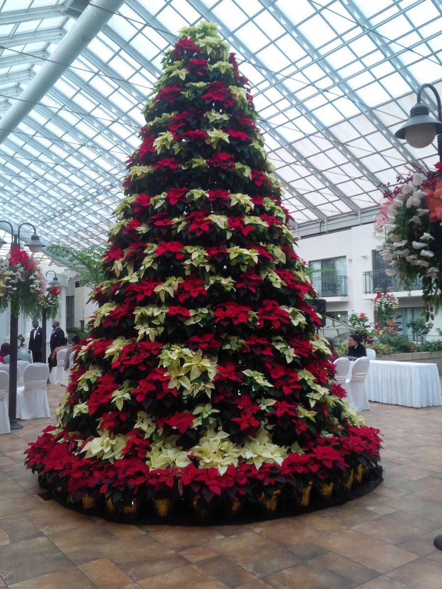 cerwright's tweet image. Poinsettia tree with 365 plants at the Best Western Plus -  Lamplighter Inn, London. It is stunning!
