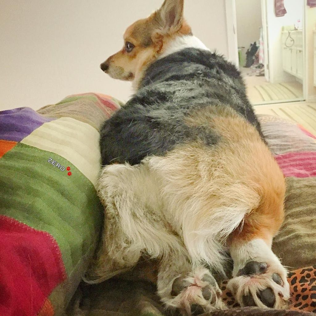 corgi_zero's tweet photo. Yeah, I woke up like this.... #ZerosChristmasVacation #ChristmasBreak #ZeroFluffsGiven #Po… https://t.co/UjtrVXUyu5 https://t.co/Y1FfjkaioZ