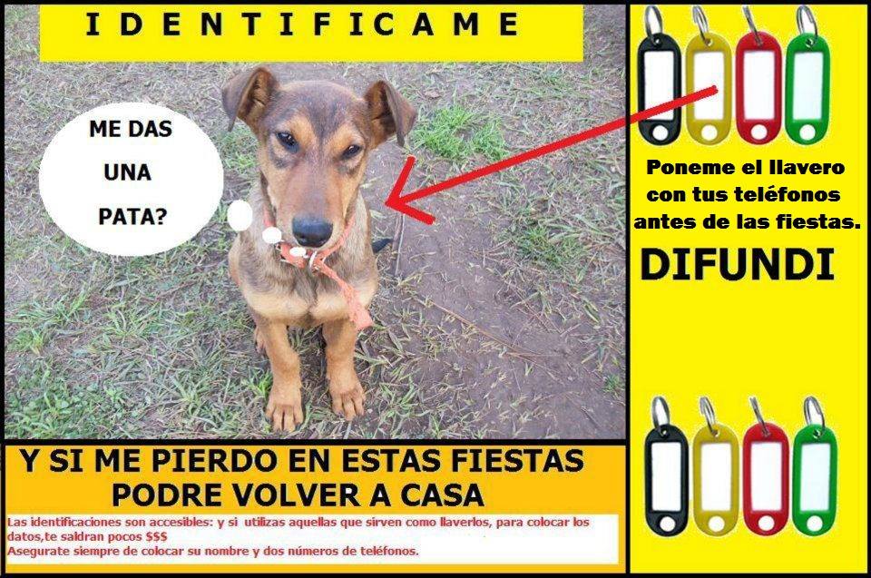 PerrosdeMerlo's tweet photo. No te olvides de identificar a tu perro antes de las fiestas. Facilitá el reencuentro.  https://t.co/tsGKFoh2Mz https://t.co/EOj5v6rwKE
