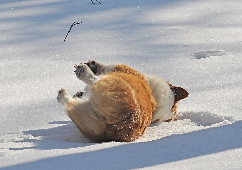 si sta kome dinverno
su la neve
le fate