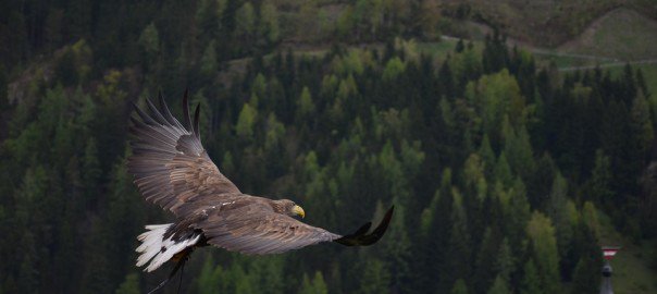 WhatIDreamBlog's tweet image. This writer was able to fly like a bird.  whatidreamof.com/flying-like-a-…  #dreaming