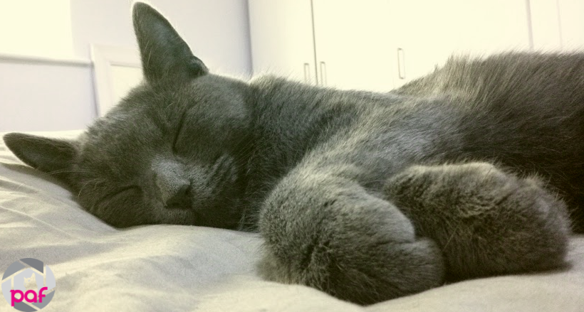 Juanalop86's tweet photo. RT RT RT PafGreyCat: I've finished my #Christmas #shopping 🎁🎅
#sleep #Caturday #cat #Navidad #gato #bed #me #catbe… https://t.co/fjOUnsKRi1